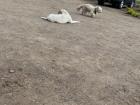 These are a couple of stray dogs I saw at the funeral service