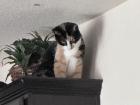 Sally jumped onto our fridge and then up to the top of the cabinets, where she isn't supposed to be