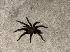 Tarantula that I found in town
