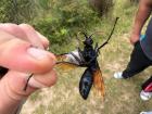 Dead Tarantula Hawk that I found on a hike