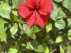This is a Kenyan Hibiscus flower!
