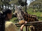 I fed a giraffe! I gave him grain and lettuce