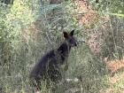 A wallaby: The cousin of the kangaroo