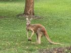 The Cool Kangaroo