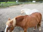 Ponies up close
