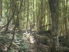 More views inside the forest featuring some dinosaurs 