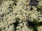 Chamomile flowers at the market