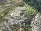This crane was drinking from the river near my house, they are very popular to see during this season