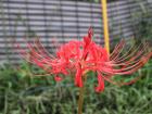 The spider lily has many meanings, including forbidden love