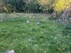 Rabbits in the backyard at my homestay family's house