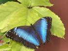 A Morpho helenor (common blue morpho) butterfly at a Vía al Mariposario sanctuary in Mindo, Ecuador. 