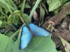 A dazzling blue morpho!