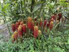 The beehive ginger plant, from which butterflies drink