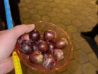 My 12 grapes, each representing a wish