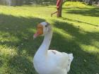 Un ganso del jardín