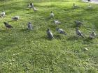 Pigeons being fed at the park!