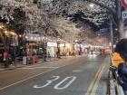 Cherry Blossoms and street lights in Noryangjin!