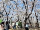 Cherry blossoms from a mountain trail in Daejeon! 