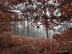 Fog rising deep in the forest of Bohemia Switzerland, right on the border between the Czech Republic and Germany. 