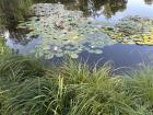 Pond with lily pads in Stromovka Park 