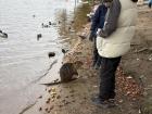 It is very common to see children and the elderly feeding the nutria, so they expect food when they see humans.