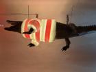 The city of Brno (2 hours outside of Prague) is famous for its taxidermy alligator that hangs in the city hall! For Christmas they gave it a festive sweater