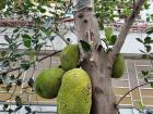 This is a jackfruit growing on a tree in warm weather