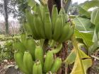 I spotted this banana tree on a walk 