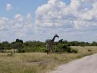 The giraffes feed on leaves when they are hungry