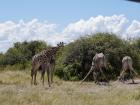 The giraffe is with all of their friends!