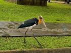 This lesser adjutant was crossing the street at Taman Mini Indonesia Indah