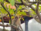 Monkeys love to chill on top of trees, like this one at Klingking Temple at Nusa Penida, Bali