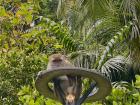 I caught this monkey spying on me and my friends from the top of a lamppost