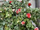 Jardines del Thyssen, or Thyssen Gardens, have beautiful roses and other plants