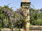 A purple flower vine at "Parque Retiro"
