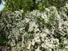 A wall of white flowers - it is springtime in Madrid and everything is blooming!