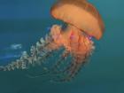 Jellyfish! This type is called Pacific sea nettle