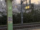Cherry blossoms at a train station in southern Korea