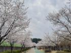 Cherry blossom trees along the river in Gyeongsan