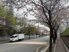 Some cherry blossoms on my walk to my middle school