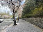 Some more cherry blossoms in Daegu that I saw while walking