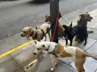 I saw these five dogs tied to a pole while they waited for their dog walker to take them for a walk around the city