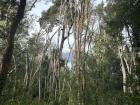 "Bosque" is spanish for forest, this was a famous "cinnamon colored forest" I visited in Bariloche, a town in south Argentina