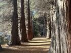 At Bosque de Arrayanes, they imported trees from all over the world, these are similar to the trees in the Redwood Forest in California