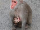 A mother Formosan rock macaque and her baby