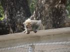 A monkey perched stealthily over the caged dining area