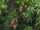 In Fangliao, summer also brings mango season. Yay!