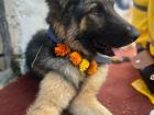 A dog receiving blessings on Day Two of Tihar!
