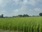Rice fields everywhere 