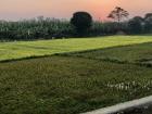 Mustard oilseed crops!